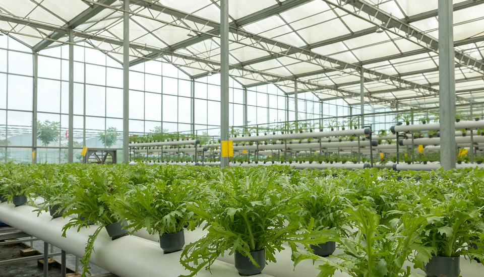 農業領域溫室大棚解決方案